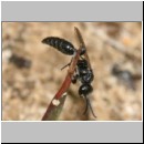 Tiphia femorata - Rollwespe m01 9mm Sandgrube Niederinghaussee.jpg